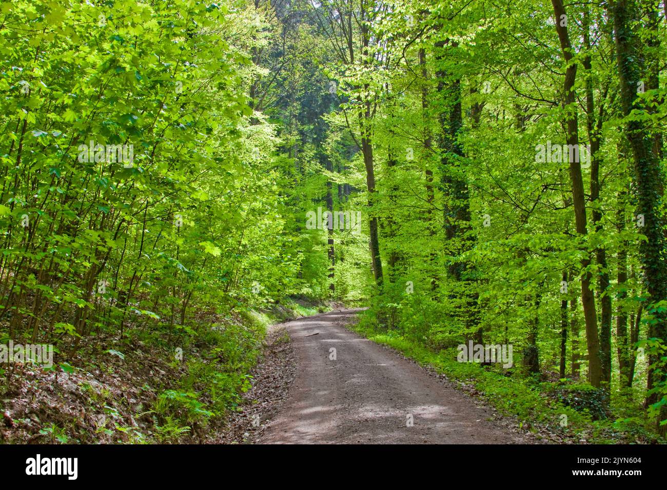 Waldweg im Frühling Foto Stock