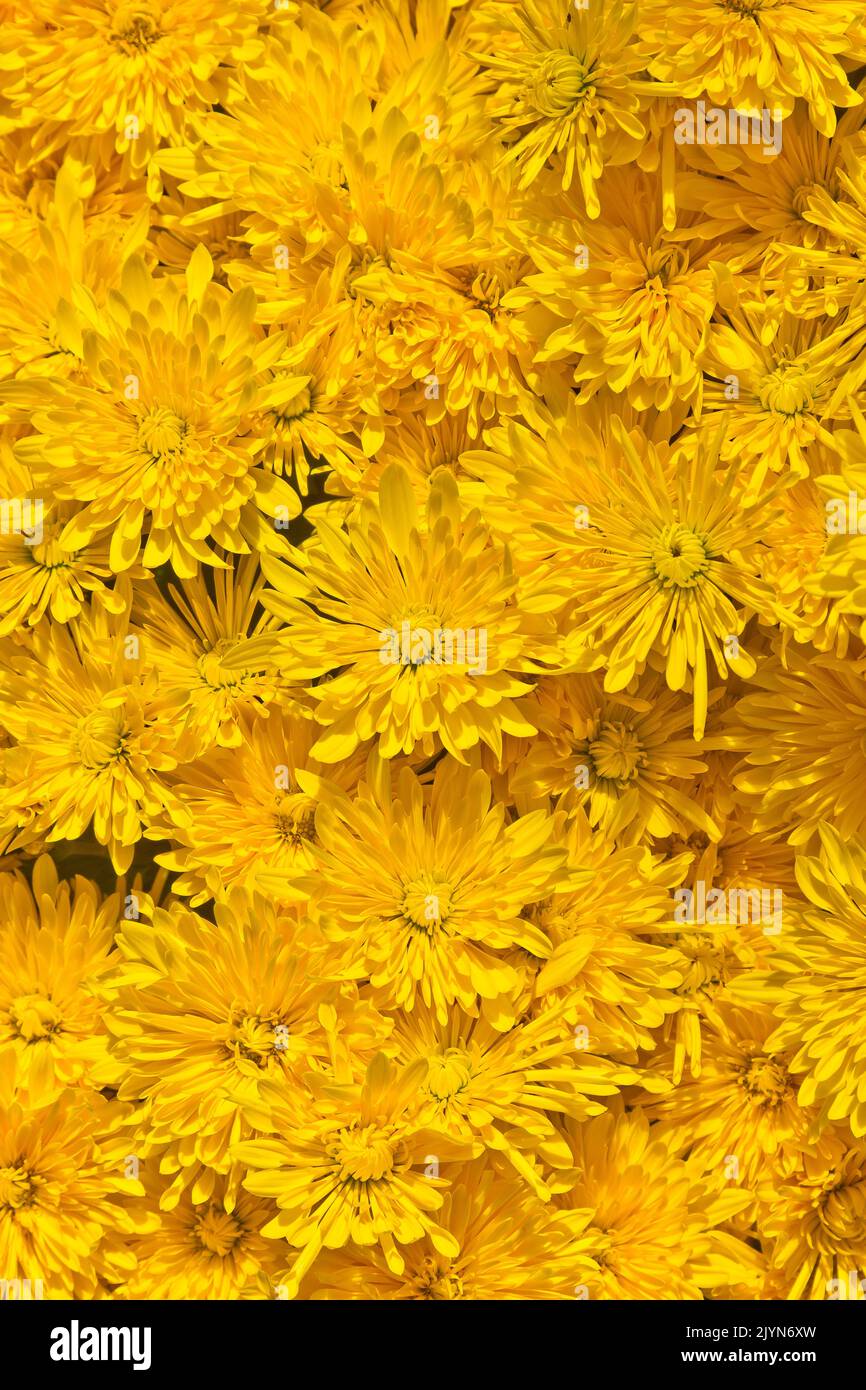 gelbe Chrysanthemen Foto Stock