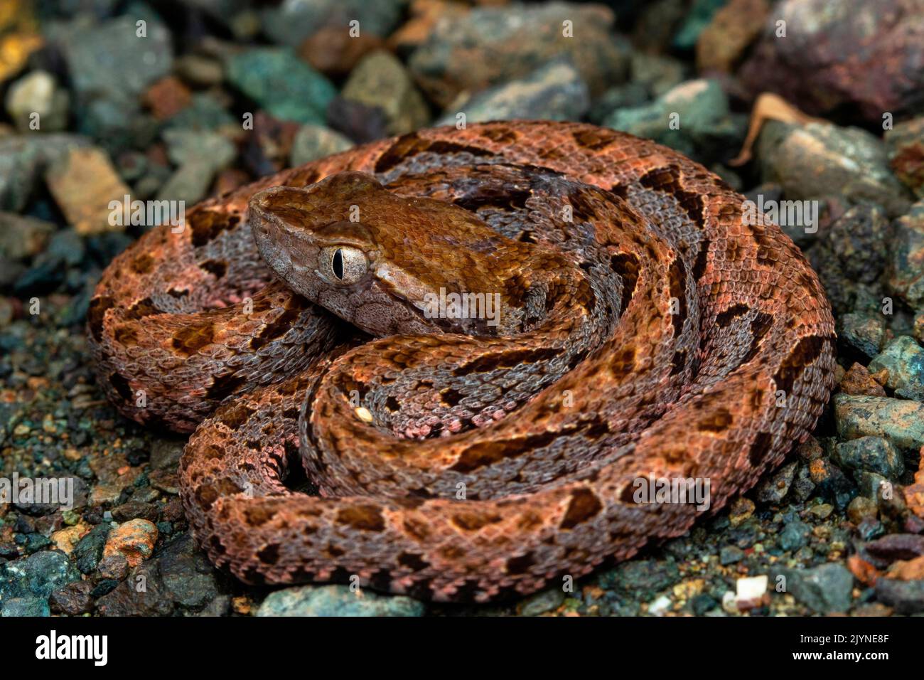 Serpente di Lancehead (asper di Bothrops) giovane, Rancho Quemado, Osa, Costa Rica Foto Stock