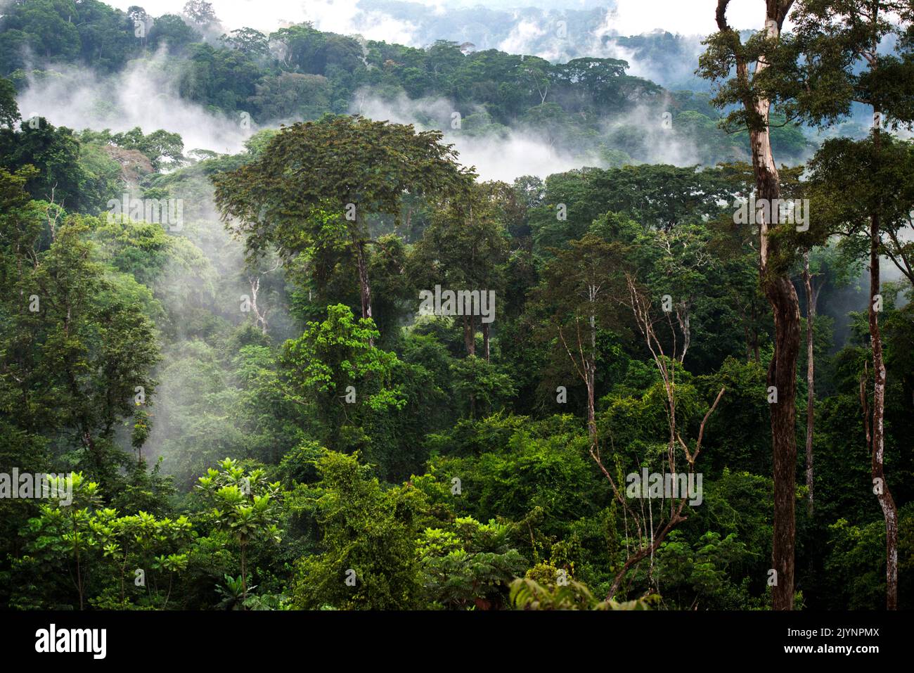 La Forêt de Abeilles, foresta equatoriale del Gabon. Il dominio forestale copre più del 80% della superficie del paese, generalmente una giungla quasi impenetrabile. Foto Stock