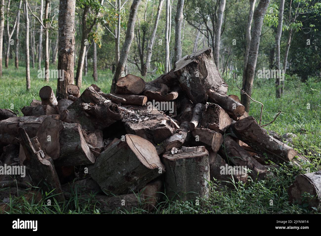 Cumulo di scarti di legno di gomma nella foresta (Hevea brasiliensis) Foto Stock