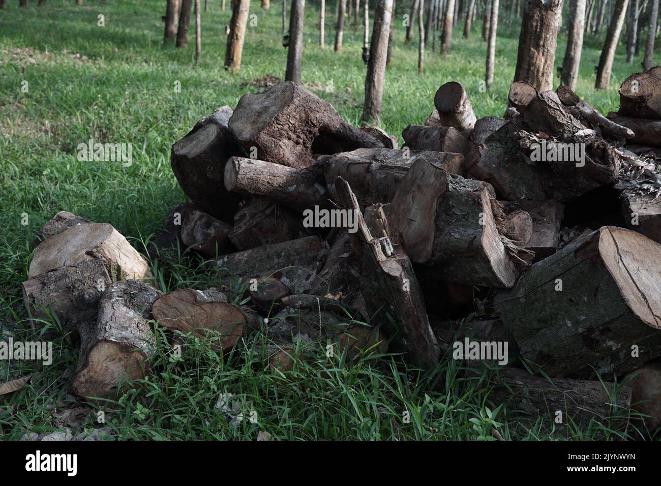 Cumulo di scarti di legno di gomma nella foresta (Hevea brasiliensis) Foto Stock
