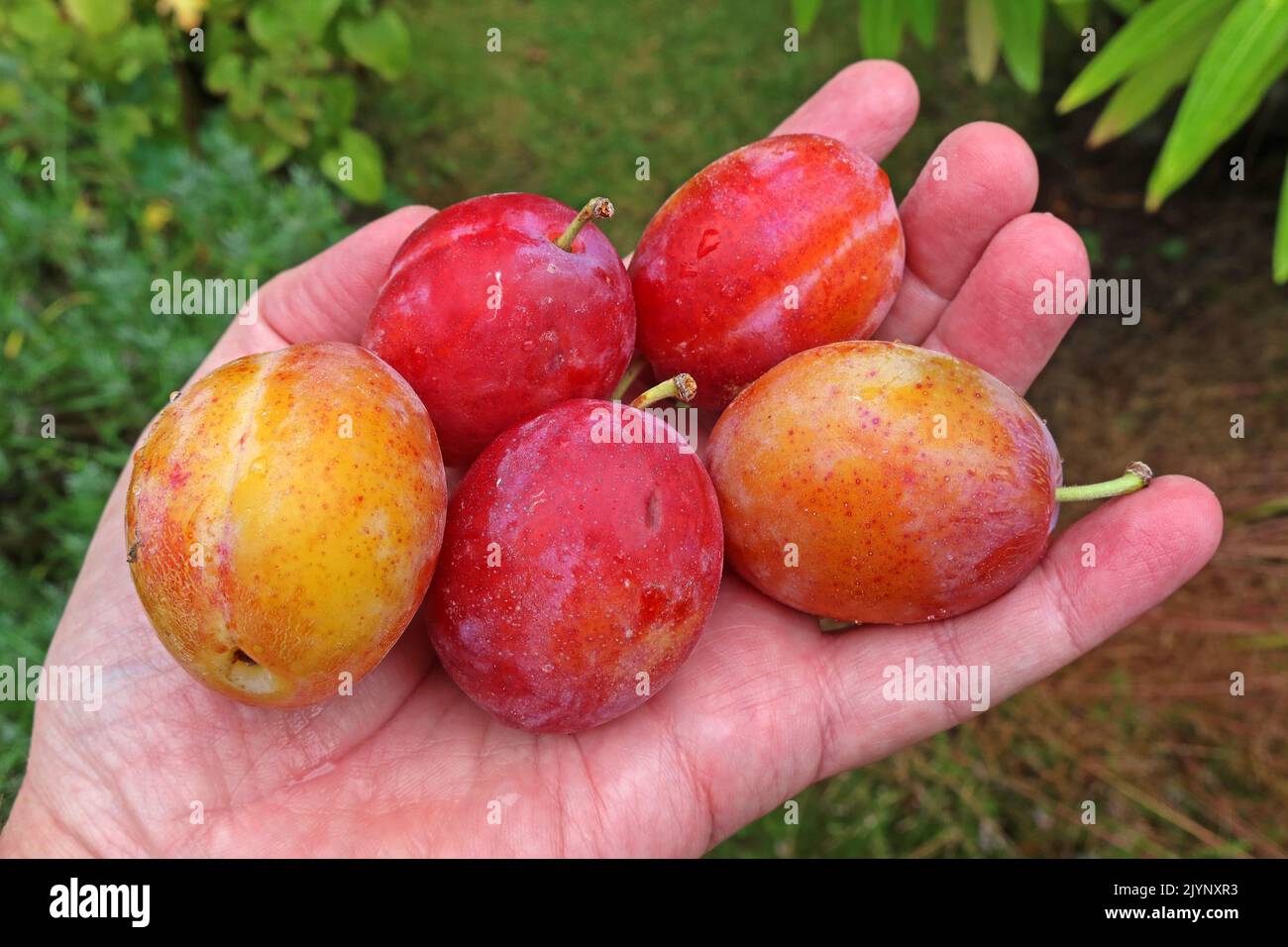 Una manciata di prugne autunnali mature e succose, da un albero di prugne, da una raccolta di frutta Foto Stock