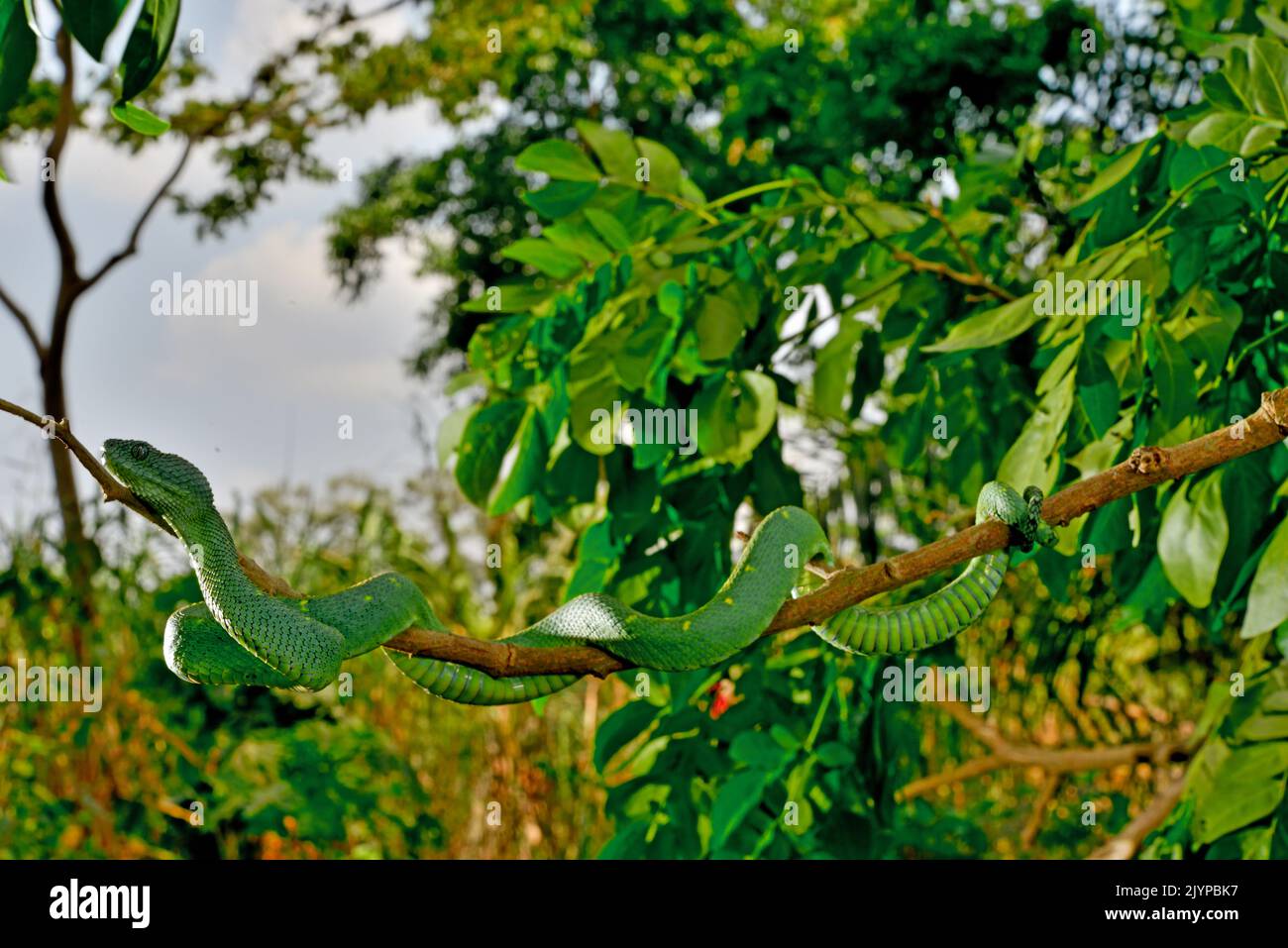 Vipera dell'albero dell'Africa occidentale (Alheris chlorechis) su un ramo, Togo. Dalla Guinea al Camerun. Condizioni controllate Foto Stock