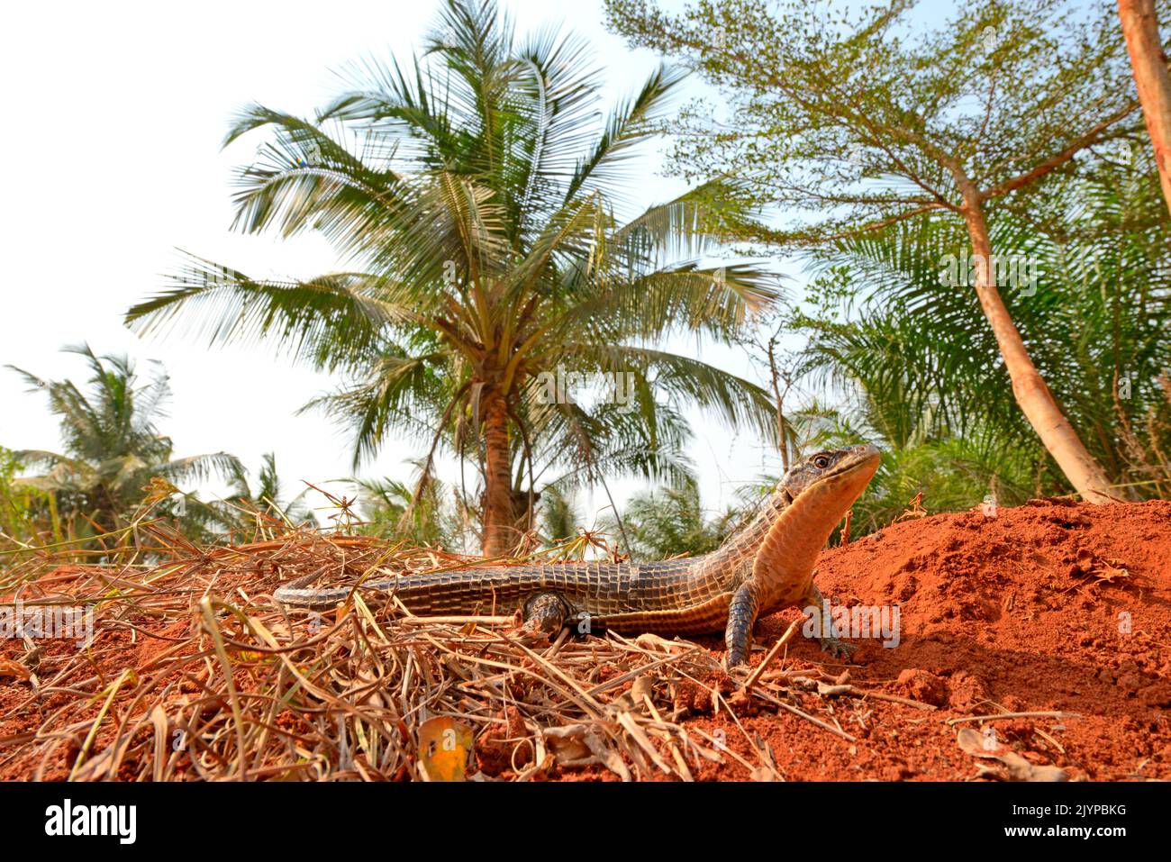Lizard placcato Sudan o Lizard placcato grezza (Broadleysaurus = Gerhosaurus major), Togo. Dal Ghana al Mozambico Foto Stock