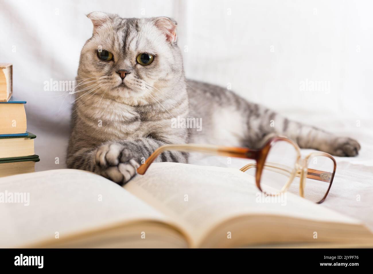 Gatto grigio scozzese fold giace vicino a libri e occhiali Foto Stock