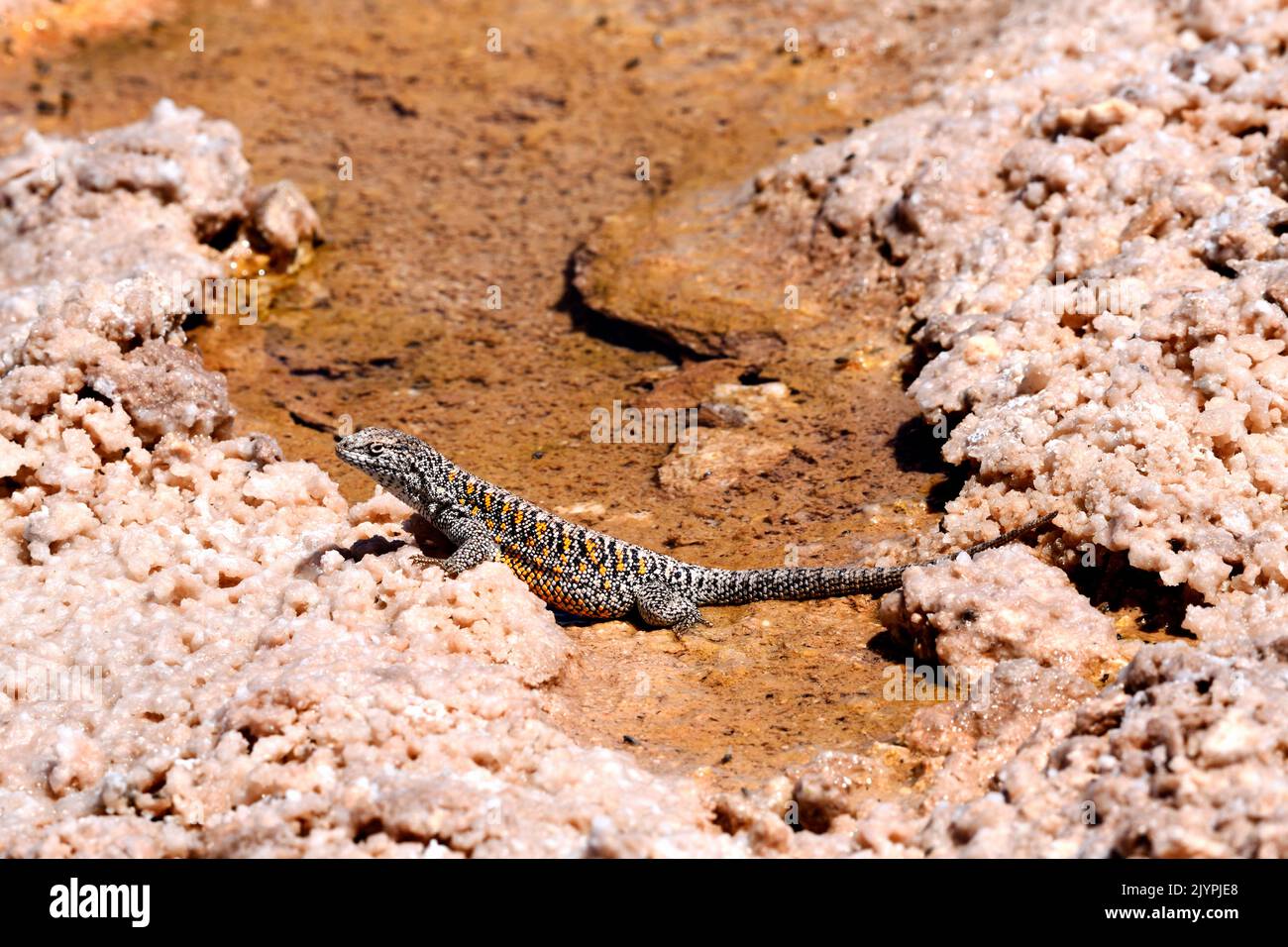 Lucertola di Fabian (Liolaemus fabiani), deserto di Atacama, condizioni endemiche, controllate Foto Stock