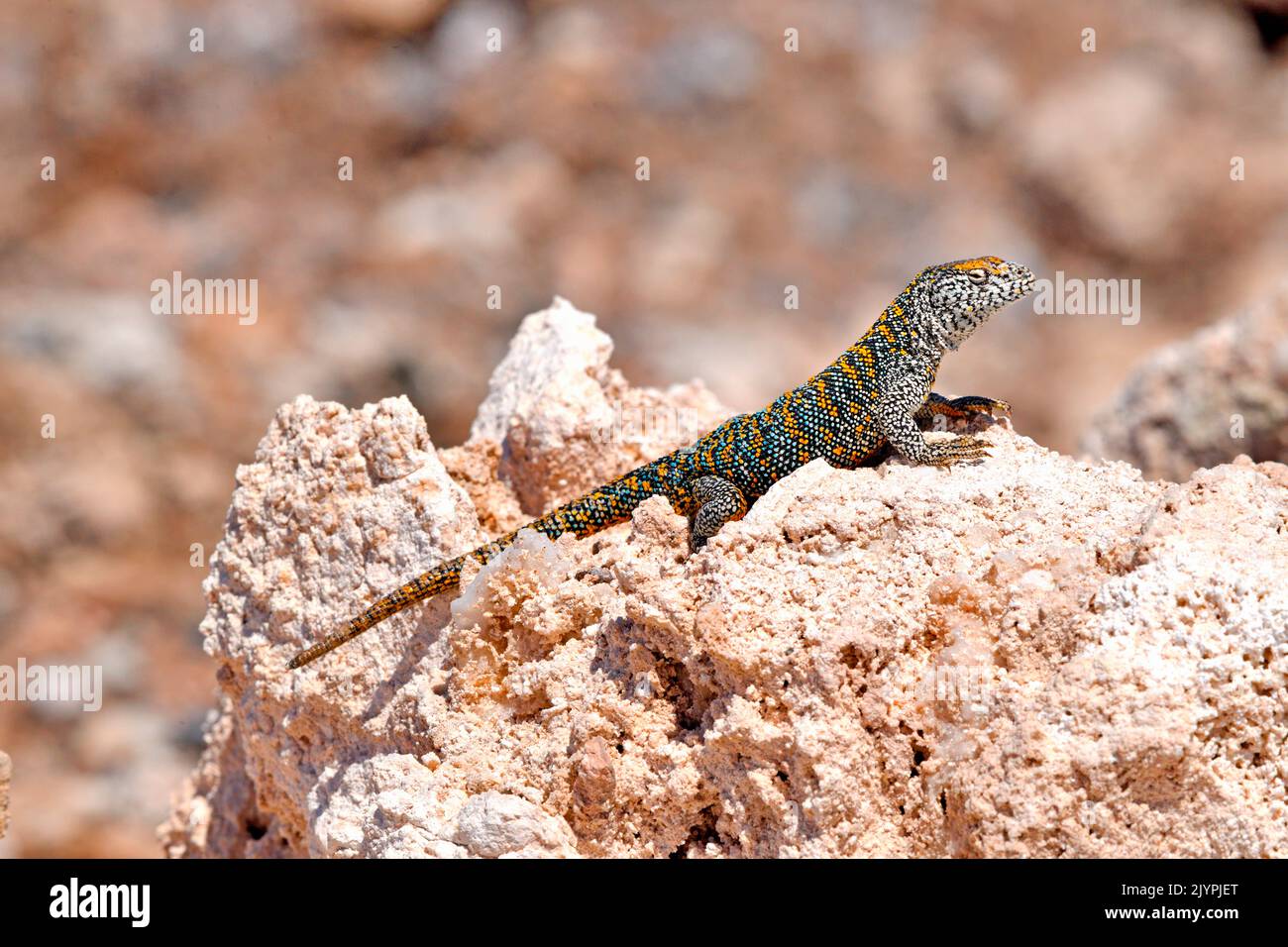 Lucertola di Fabian (Liolaemus fabiani), deserto di Atacama, condizioni endemiche, controllate Foto Stock