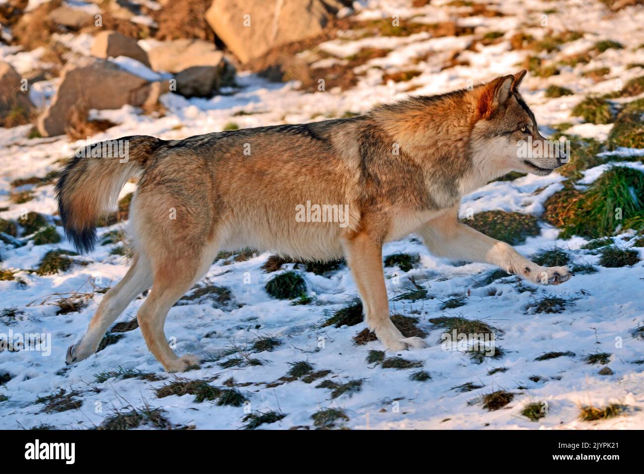 Lupo di tundra (Canis lupus albus), tundra eurasiatica, cattività Foto Stock