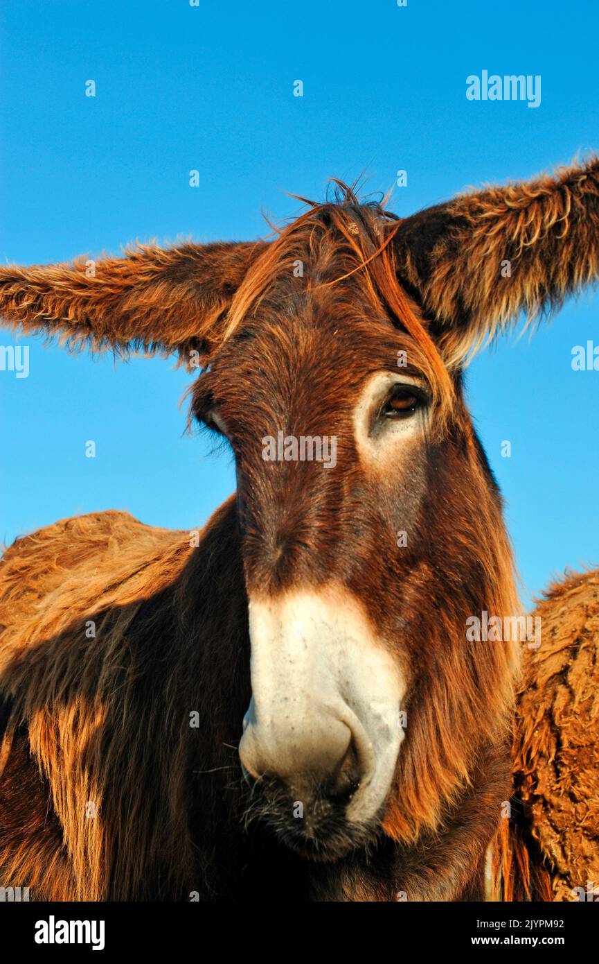 Asino Poitou (Equus asinus) Poitou, Francia Foto Stock