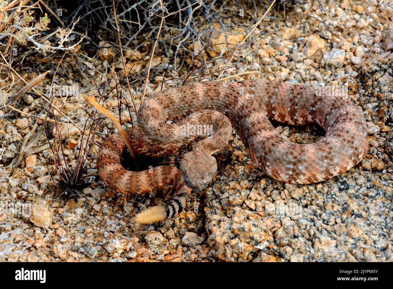 Serpente a chiazze a sud-ovest (Crotalus mitchellii pirrhus), vicino al parco nazionale dell'albero di Joshua, Californie. Foto Stock