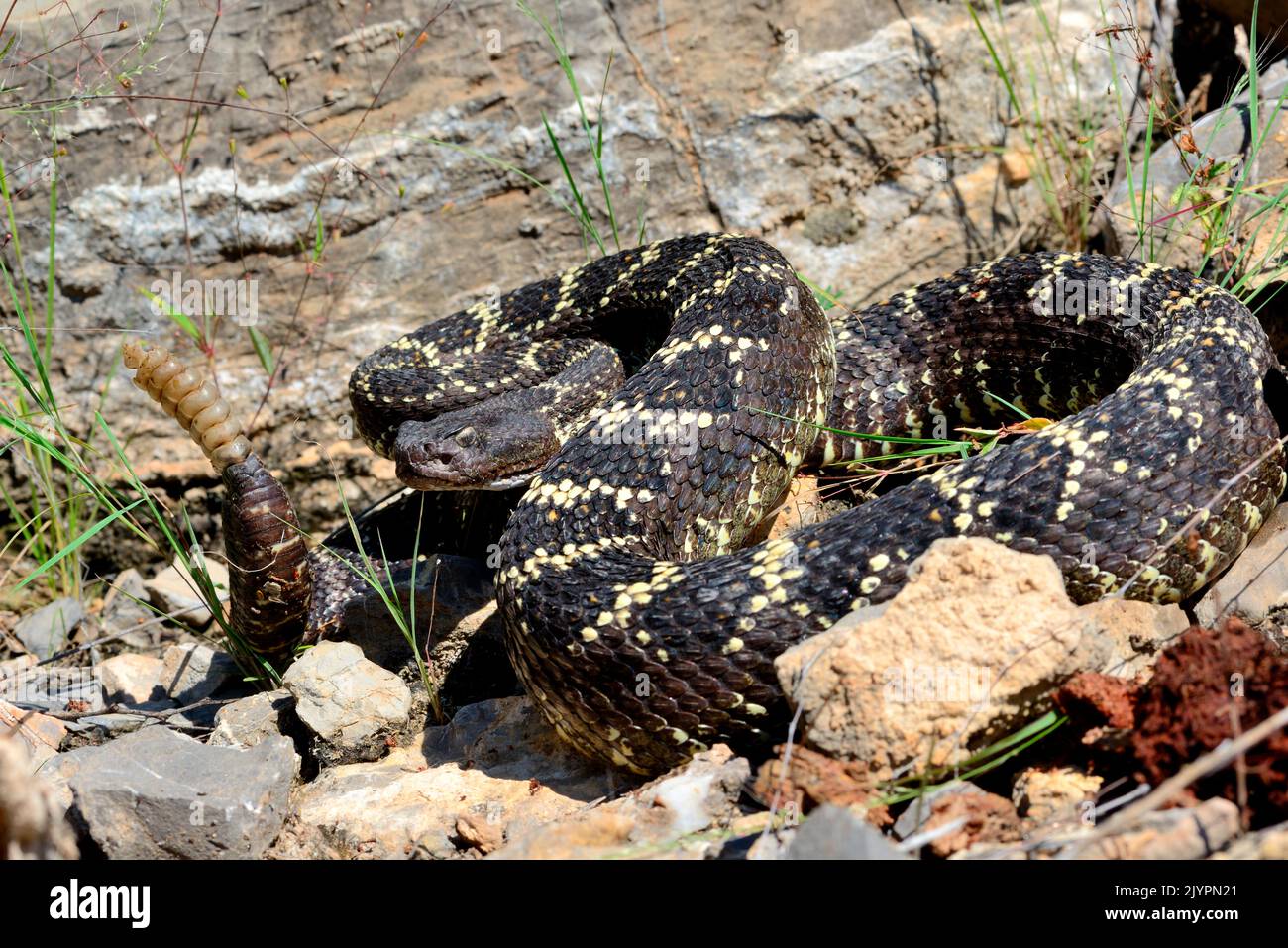 Arizona serpente nero (Crotalus cerberus), Arizona, condizioni controllate Foto Stock