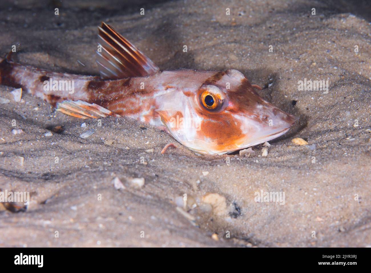 Un pesce gurnard rosso (Chelidonichthys kumu) che si nasconde nella sabbia Foto Stock