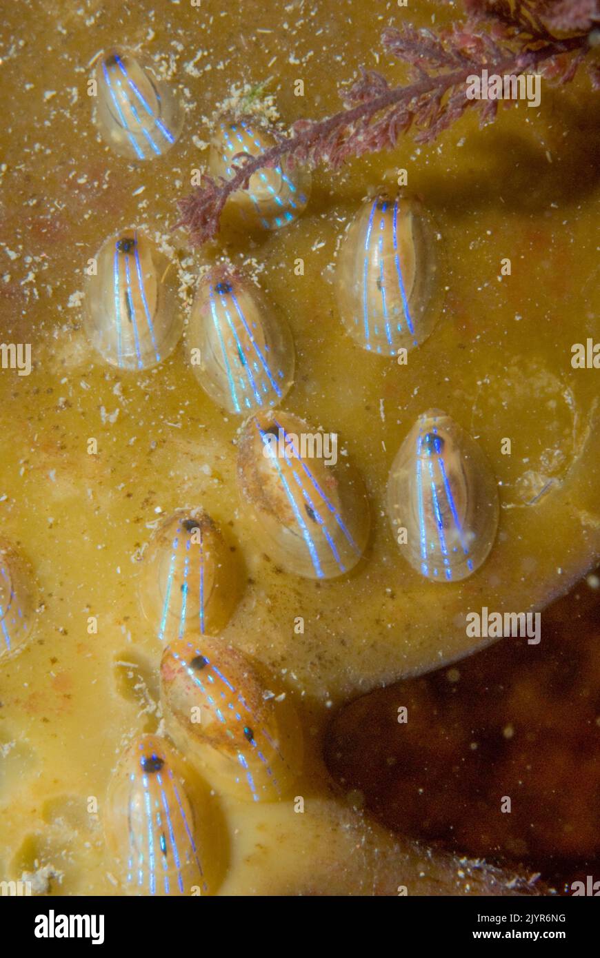 Blue-ray Limpet on kelp stipe Patina pellucida, St. Brides Haven, Pembrokeshire, Galles, Regno Unito, Europa Foto Stock