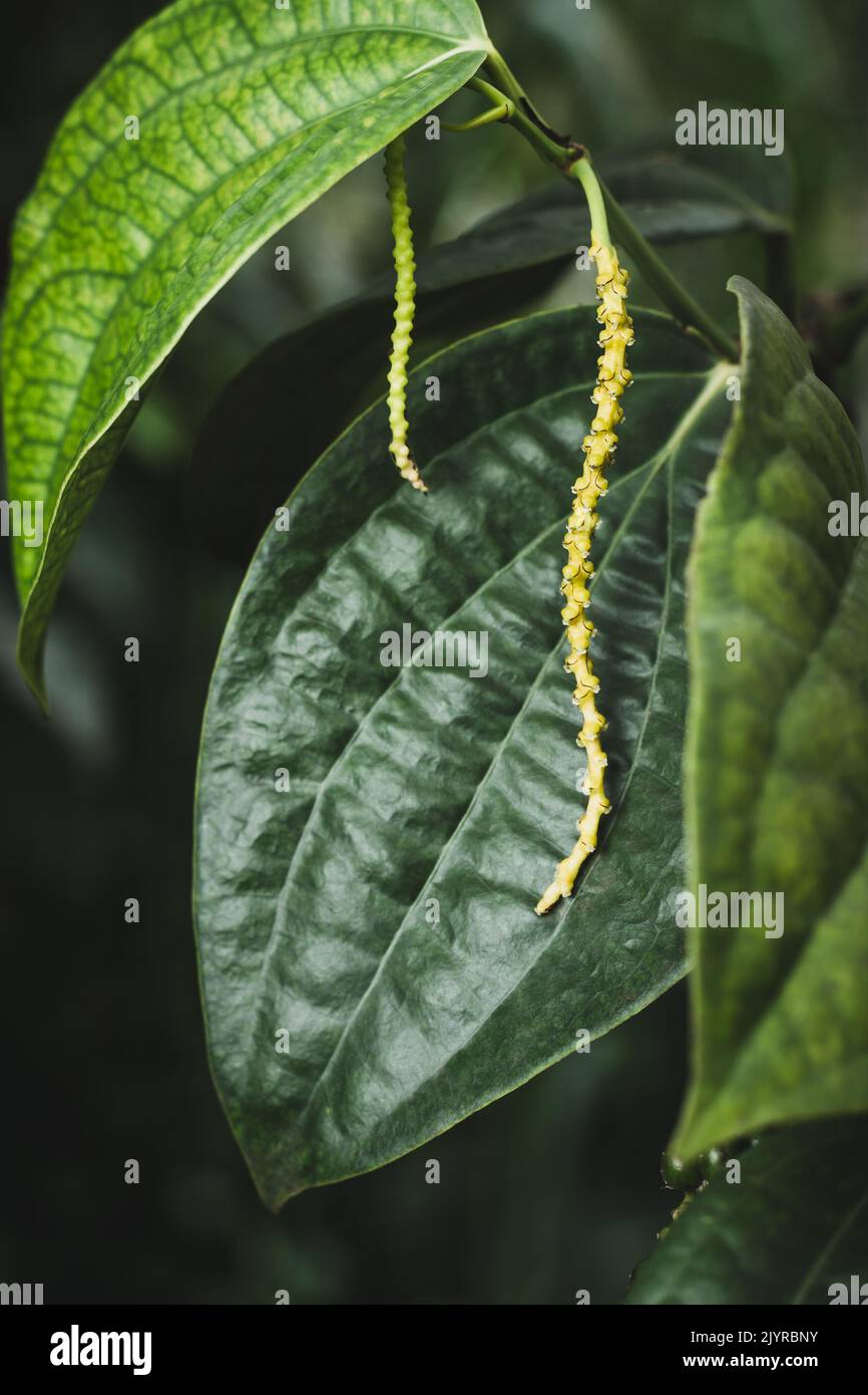 primo piano di fiori di pepe nero, nigrum di piper, fogliame di pepe nero o vite, ingrediente speziato e condimento, fondo morbido-fuoco Foto Stock