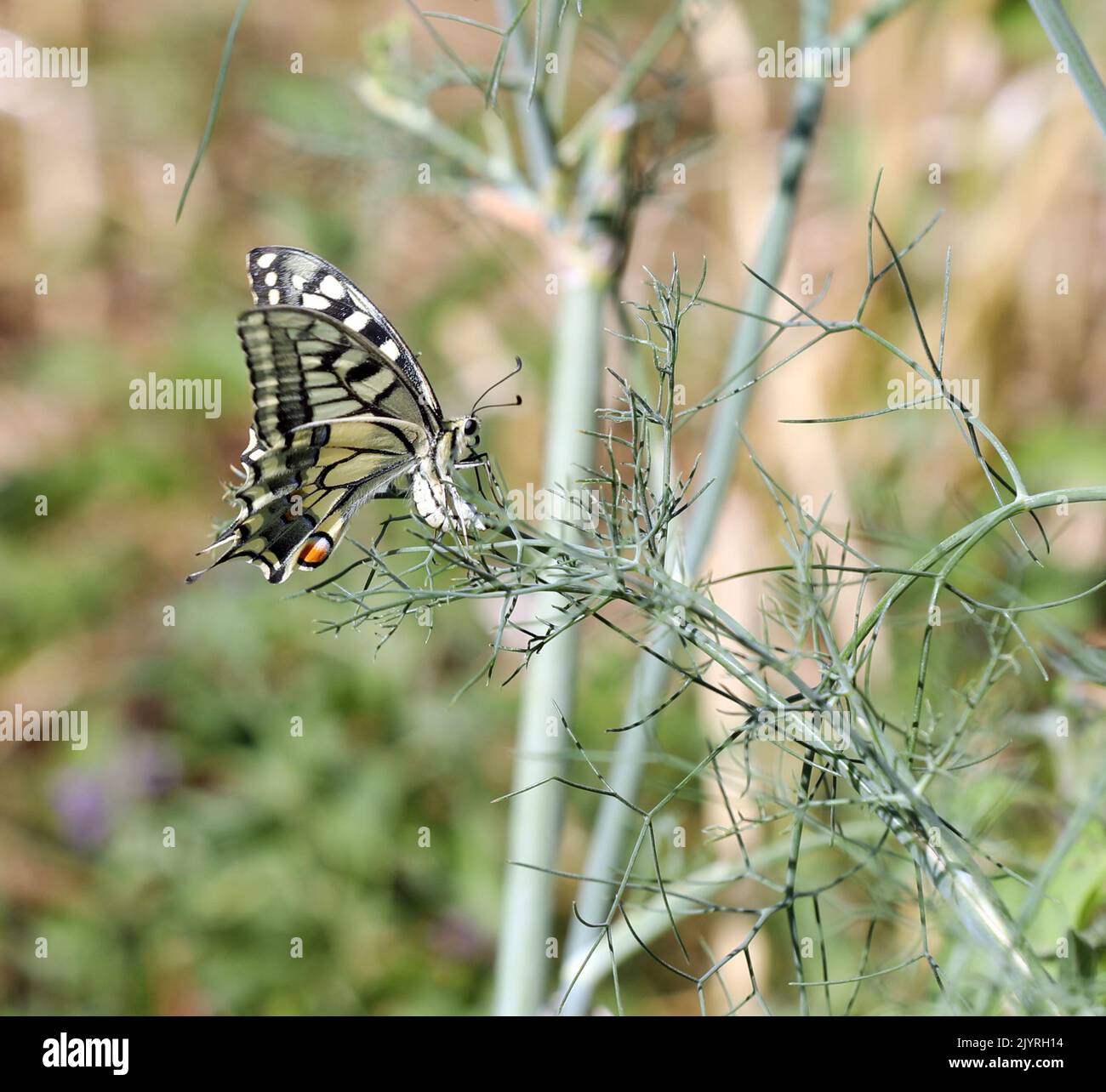 Farfalla Dovetail Swallowtail su una pianta Foto Stock