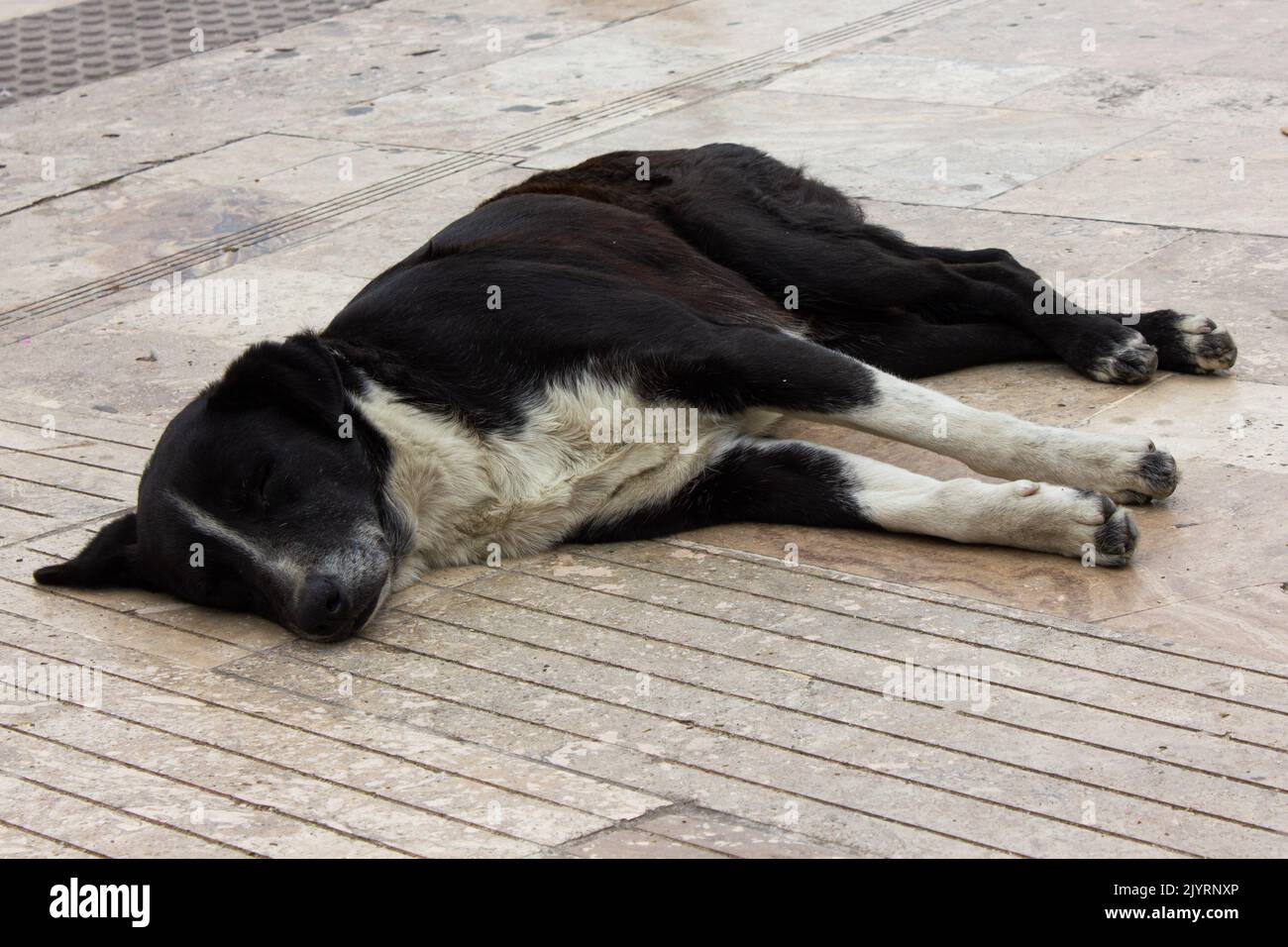 Cane carino per strada. Foto Stock