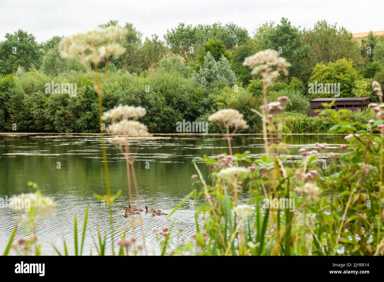 Riserva naturale di Langford Lakes a Steeple Langford , Wiltshire , Inghilterra Foto Stock