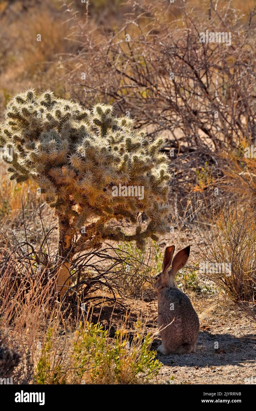 jackrabbit dalla coda nera (Lepus californicus deserticola), parco nazionale degli alberi di Joshua, California, SW USA. Foto Stock