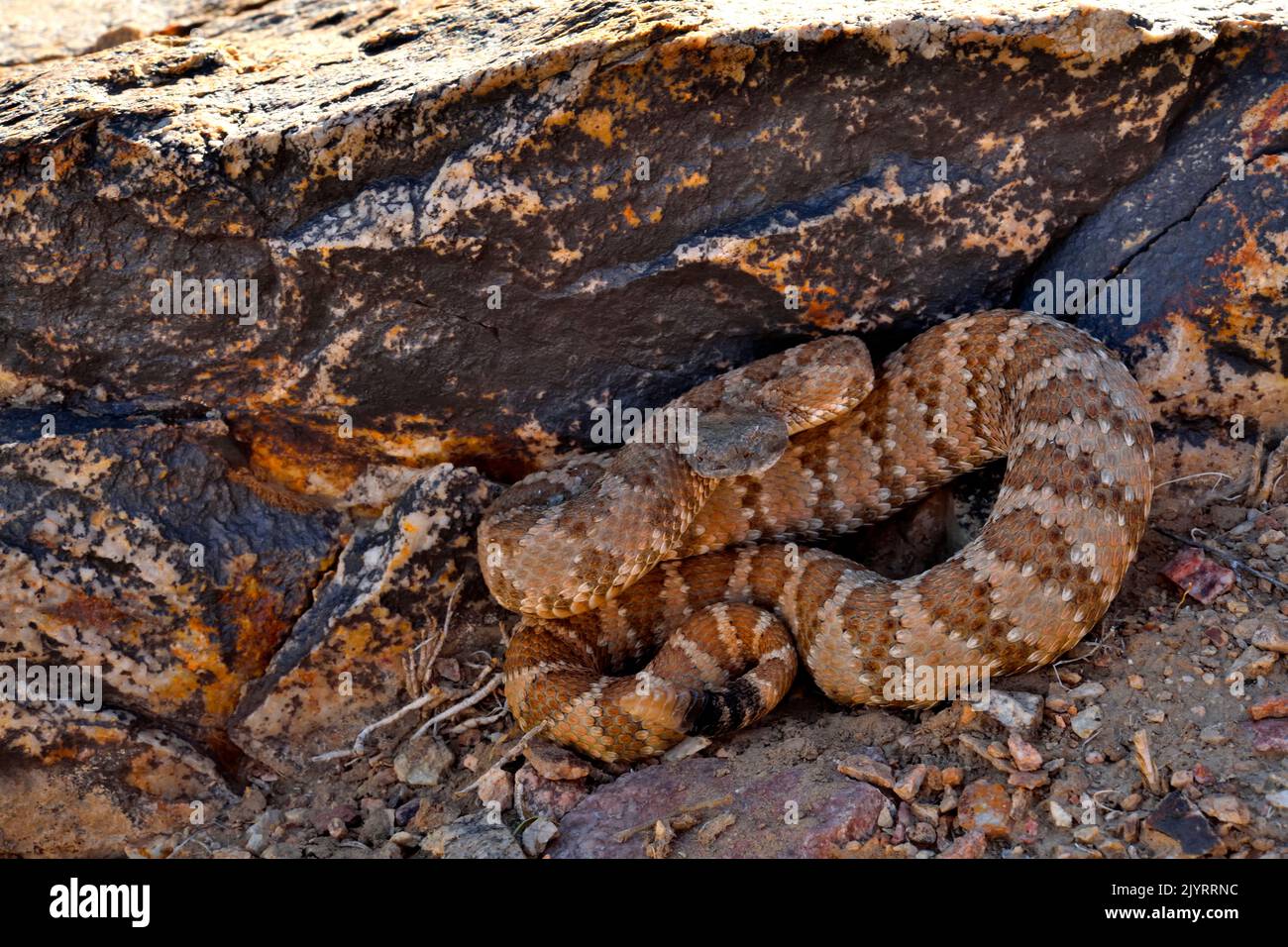 Panamint Rattlesnake (Crotalus stefensi), California Centrale-Orientale, S.W. Nevada. Foto Stock