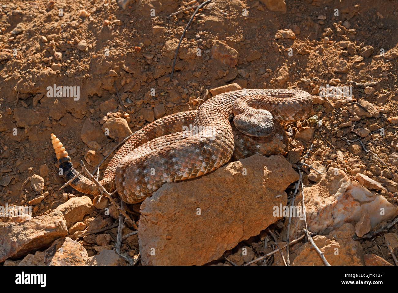 Panamint Rattlesnake (Crotalus stefensi), California Centrale-Orientale, S.W. Nevada. Foto Stock
