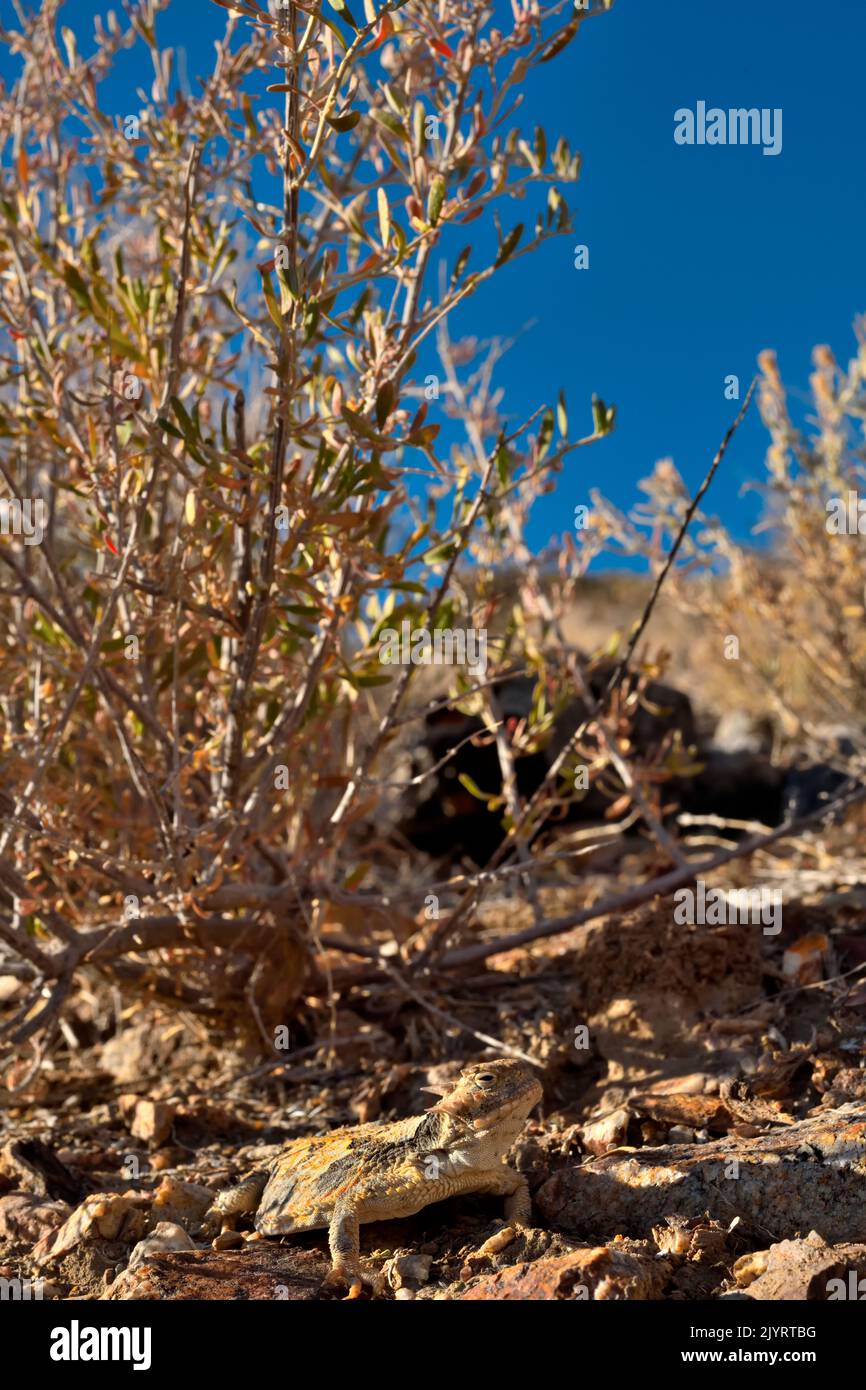 Lucertola cornuta del deserto meridionale (Phrynosoma platyrhinos calidiarum) S.E. California, S. Nevada, W. Arizona, S. W. Utah. Foto Stock