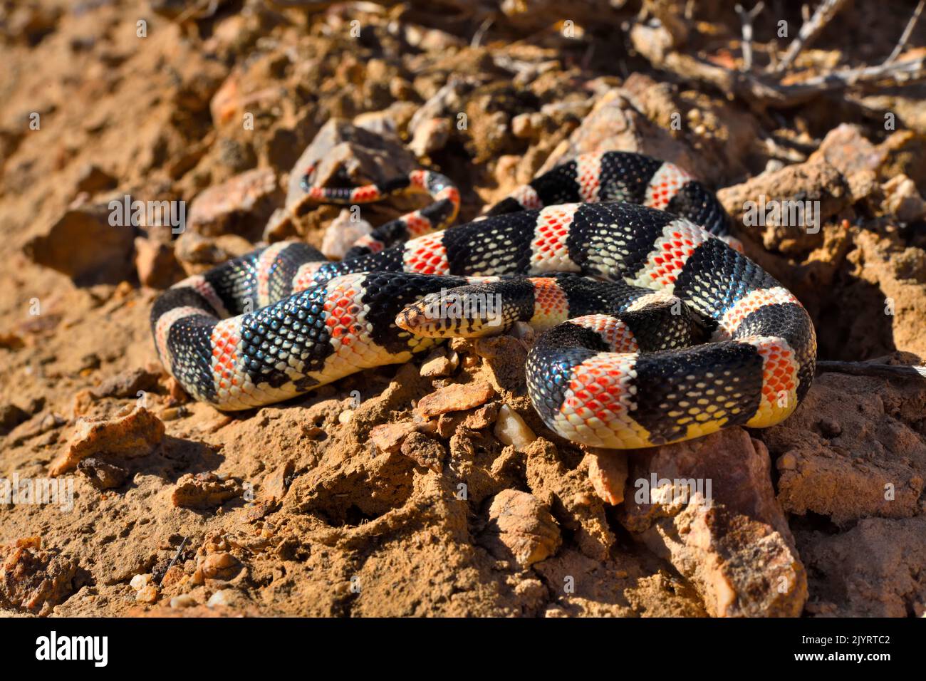 Serpente a naso lungo occidentale (Rhinocheilus lecontei lecontei), S.W. USA., N.W. Messico Foto Stock