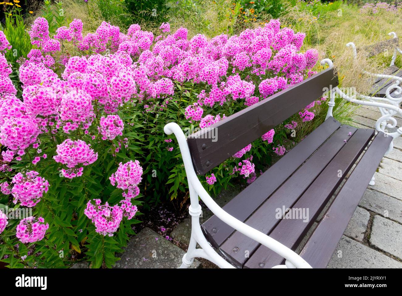 Flox giardino rosa, paniculata Phlox 'Miss Pepper', panca giardino metallo, flox rosa, luogo di riposo Foto Stock
