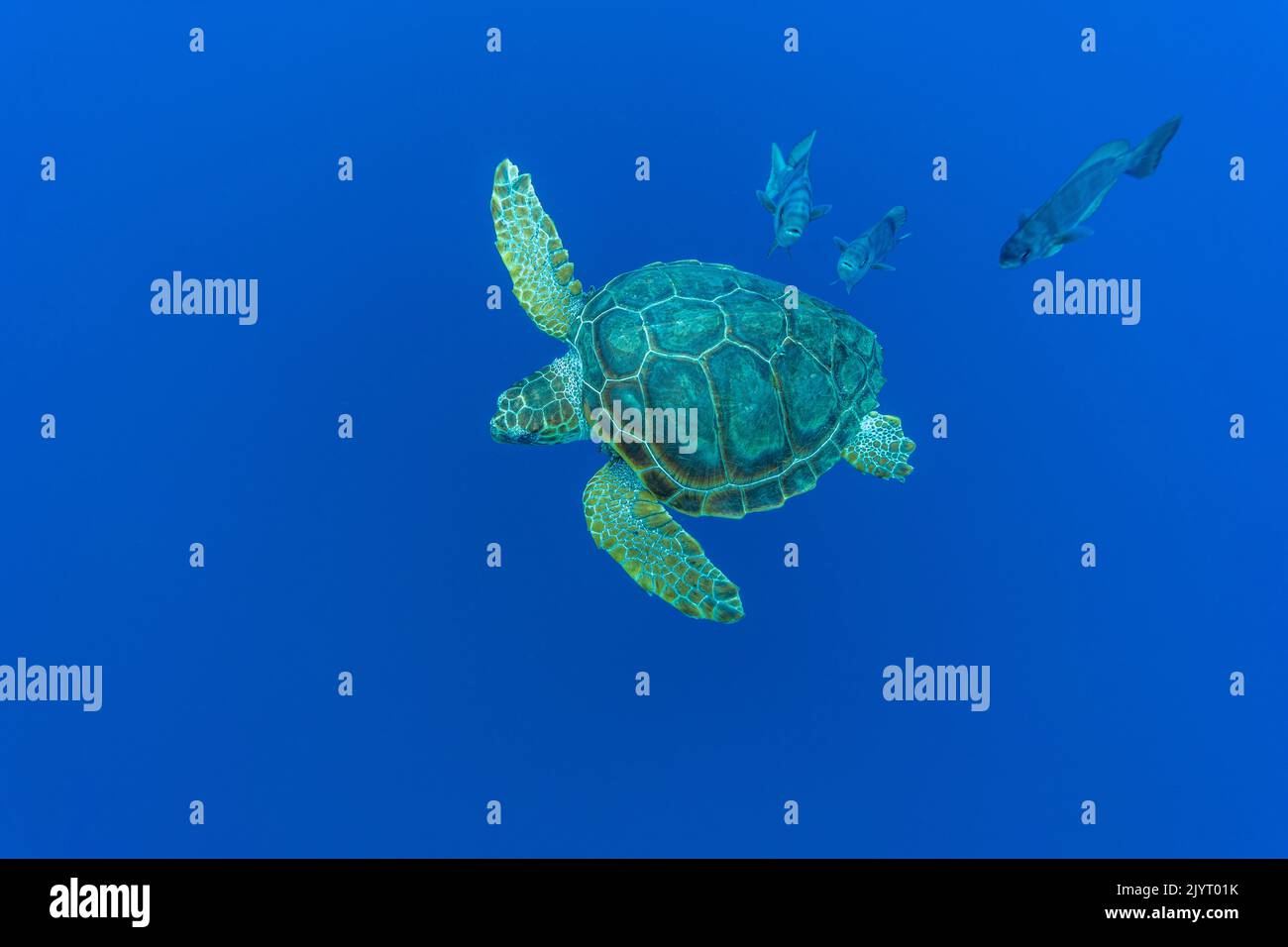 la-tartaruga-marina-caretta-caretta-immagini-e-fotografie-stock-ad-alta