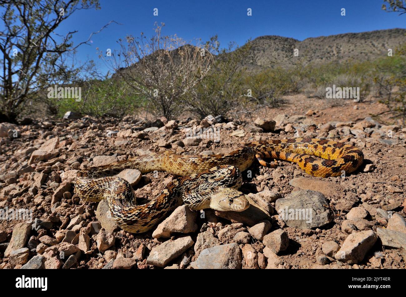 Serpente di gopher di sonora (Pituophis catenifer affinis), deserto di sonora Foto Stock
