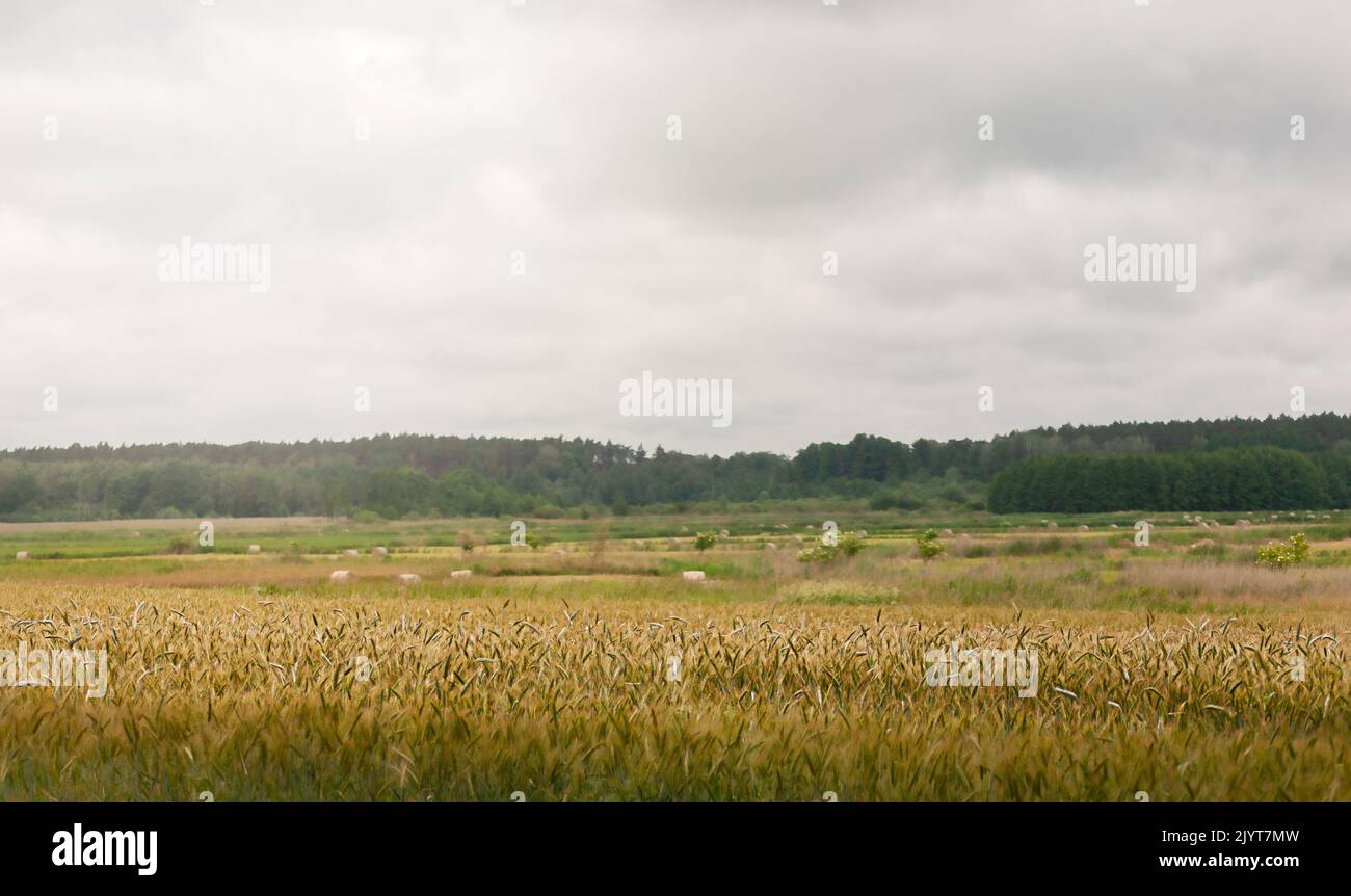 Panorama di campagna, campagna pianeggiante e campi di grano in una giornata nuvolosa, Polonia, Europa Foto Stock