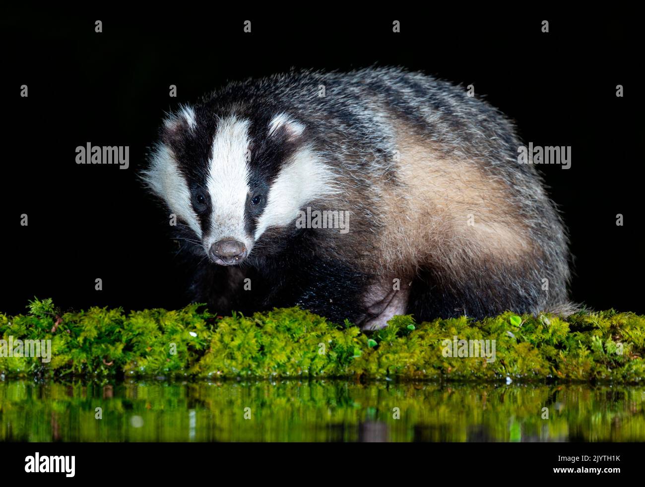 Badger (Meles meles) in piedi d'acqua di notte, Scozia Foto Stock