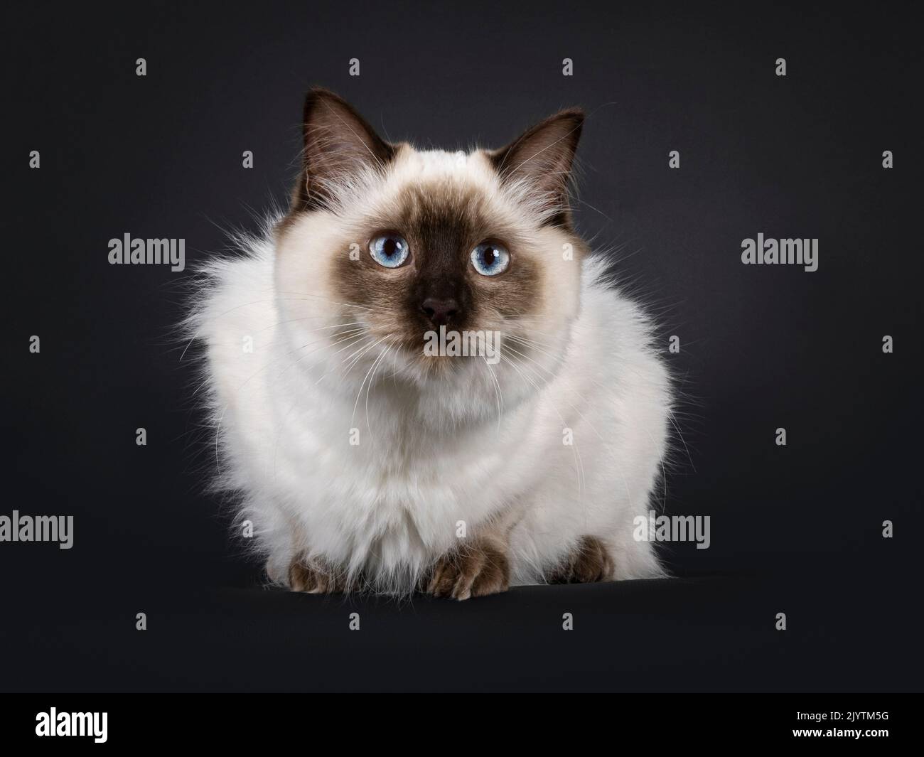 Soffice giovane sigillo ragdoll punto gatto, che si posa in giù di fronte. Guardando direttamente alla fotocamera con occhi blu chiaro. Isolato su sfondo nero. Foto Stock