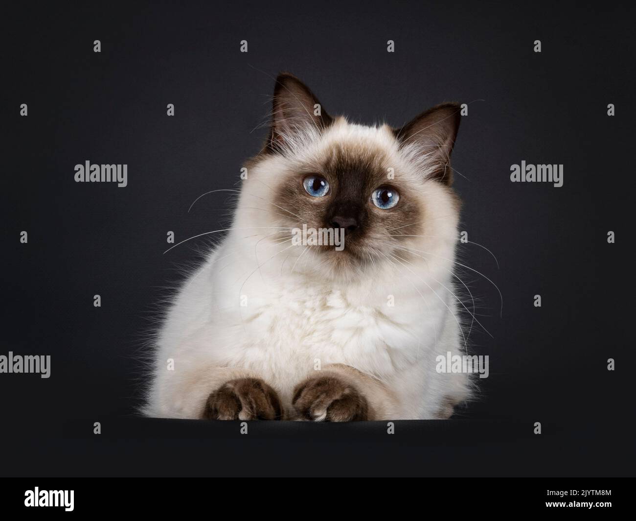 Soffice giovane sigillo ragdoll punto gatto, che si posa in giù di fronte. Guardando direttamente alla fotocamera con occhi blu chiaro. Isolato su sfondo nero. Foto Stock
