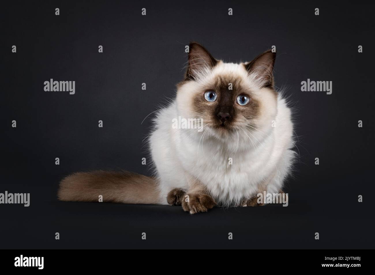 Soffice giovane sigillo ragdoll punto gatto, che si posa in giù di fronte. Guardando direttamente alla fotocamera con occhi blu chiaro. Isolato su sfondo nero. Foto Stock