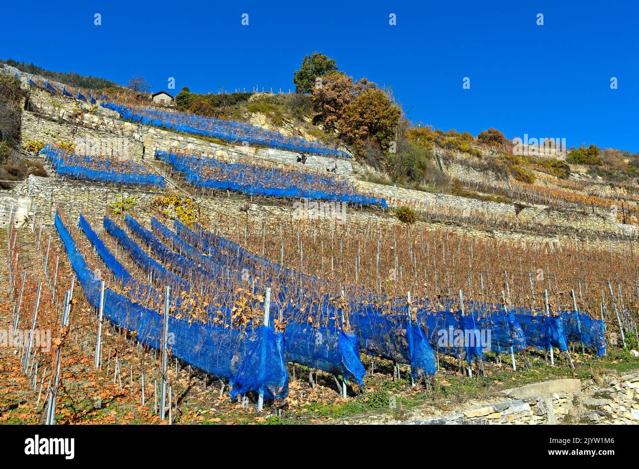 Reti di protezione blu contro i danni agli uccelli in un vigneto della regione vinicola di Vetroz, Vetroz, Vallese, Svizzera Foto Stock