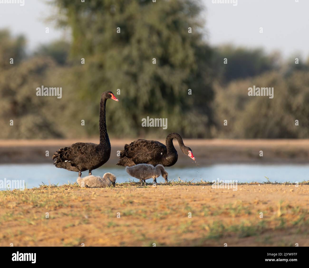 Una famiglia di cigni neri (Cygnus atratus) sulla riva dei laghi al Qudra a Dubai, Emirati Arabi Uniti. Foto Stock