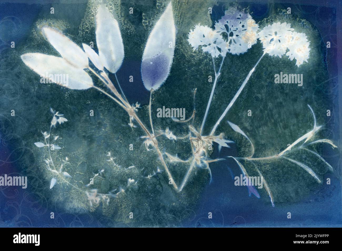 Stampa cianotipica umida, rosmarino e timo di salvia al prezzemolo, stampa a contatto con le erbe, processo fotografico alternativo Foto Stock