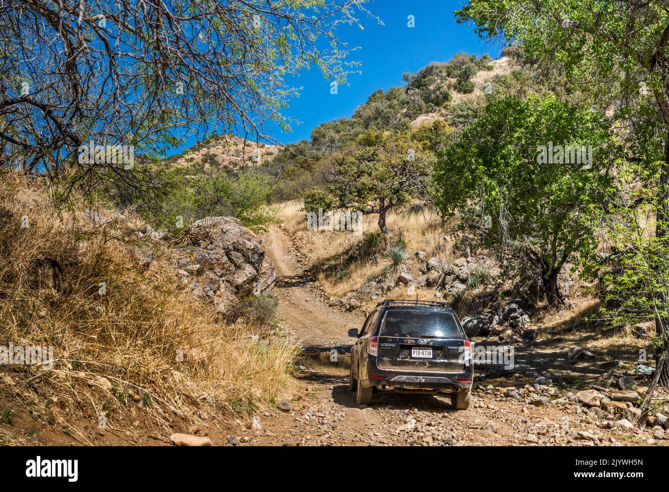 SUV attraversando un ruscello vicino a Josephine Canyon, Bull Springs Road (Forest Road 143), Santa Rita Mountains, Coronado National Forest, Arizona, USA Foto Stock