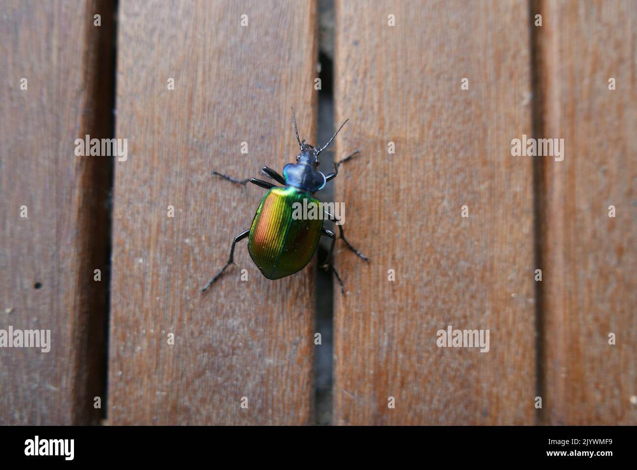 Vista laterale di Mimela junii dell'insetto della famiglia Scarabaeidae Foto Stock