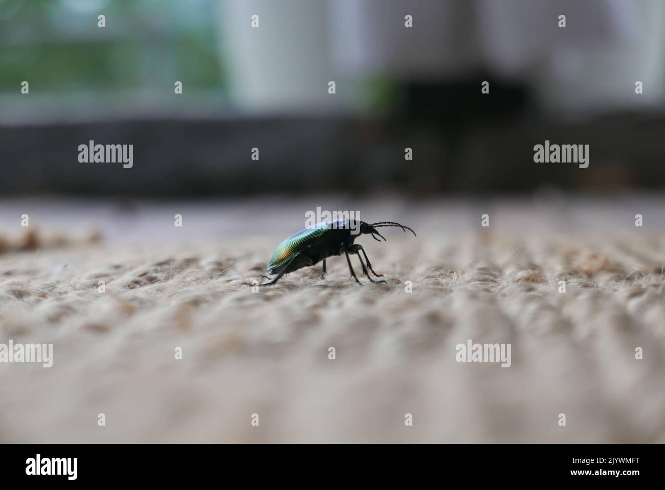 Vista laterale di Mimela junii dell'insetto della famiglia Scarabaeidae Foto Stock