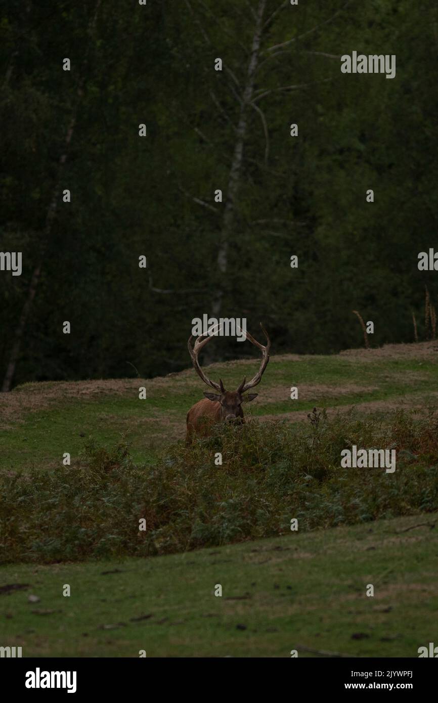 Brame du cerf en automen Foto Stock