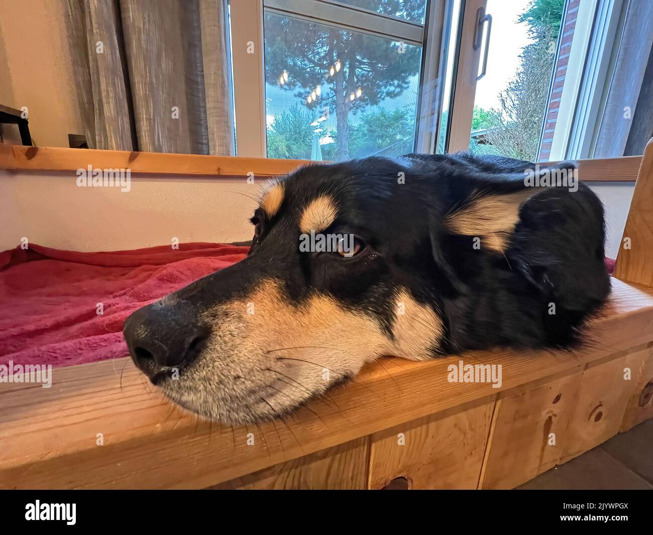 Grandangolo primo piano su un affettuoso cane Husky femmina croccante, mentre riposa all'interno della sua panca Foto Stock