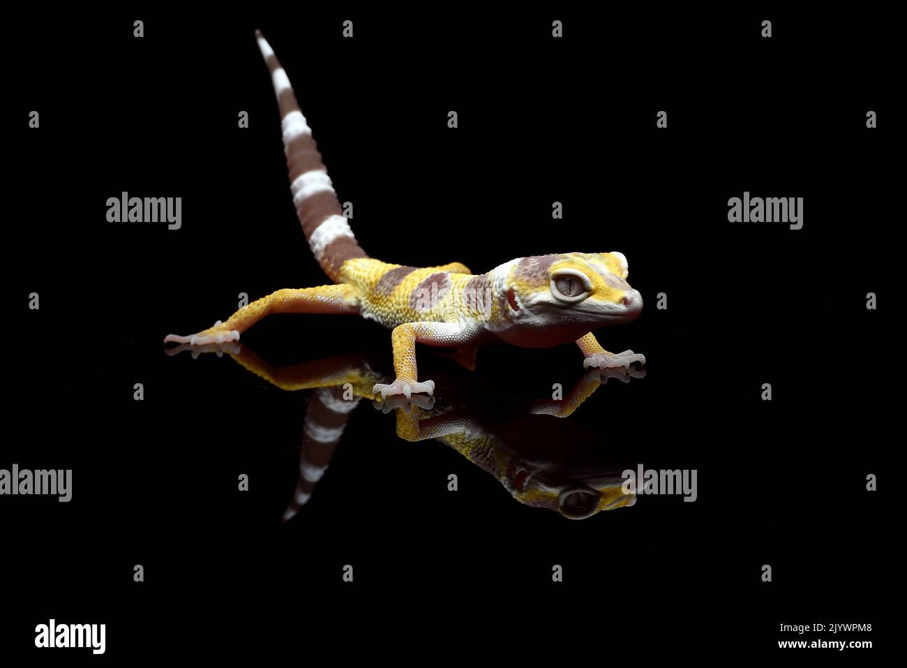 Ritratto di un gecko leopardo su sfondo nero Foto Stock