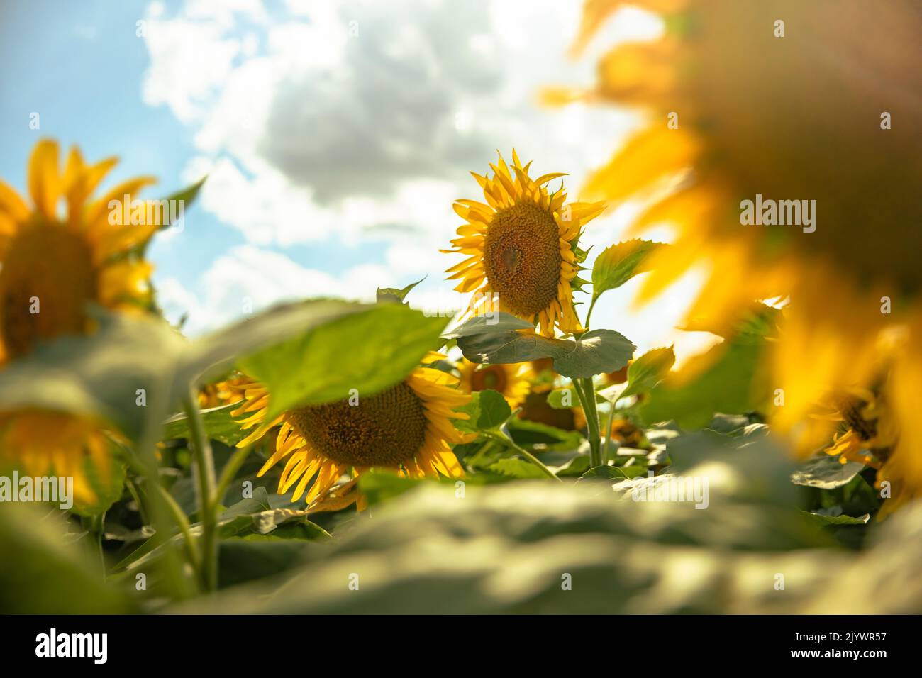 Girasoli che crescono in un campo di girasoli durante il tramonto Foto Stock