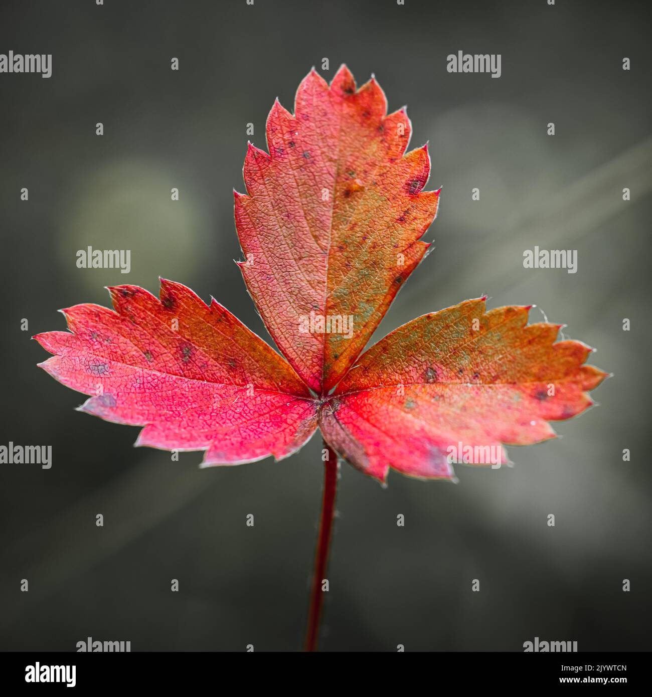 Foglia di fragola della foresta rossa in autunno Foto Stock