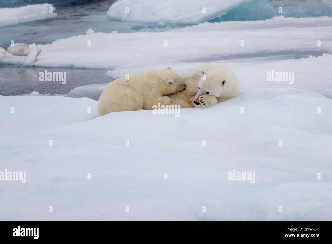 Cucciolo di cura e mamma su ghiaccio galleggiante nel Viscount Melville Sound, Nunavut, Canada alta regione polare artica. Foto Stock