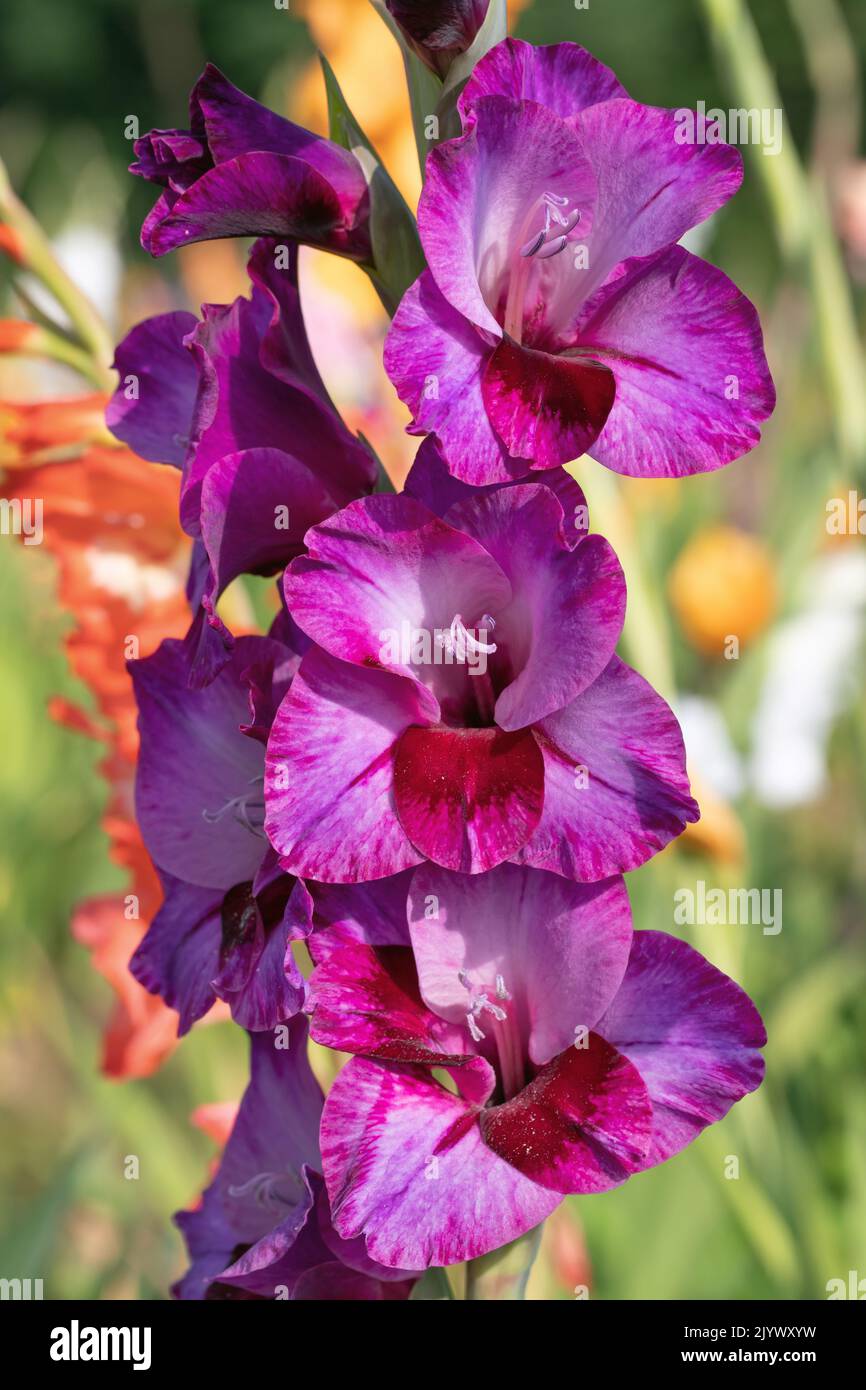 Punta di gladiolo viola scuro. Foto Stock