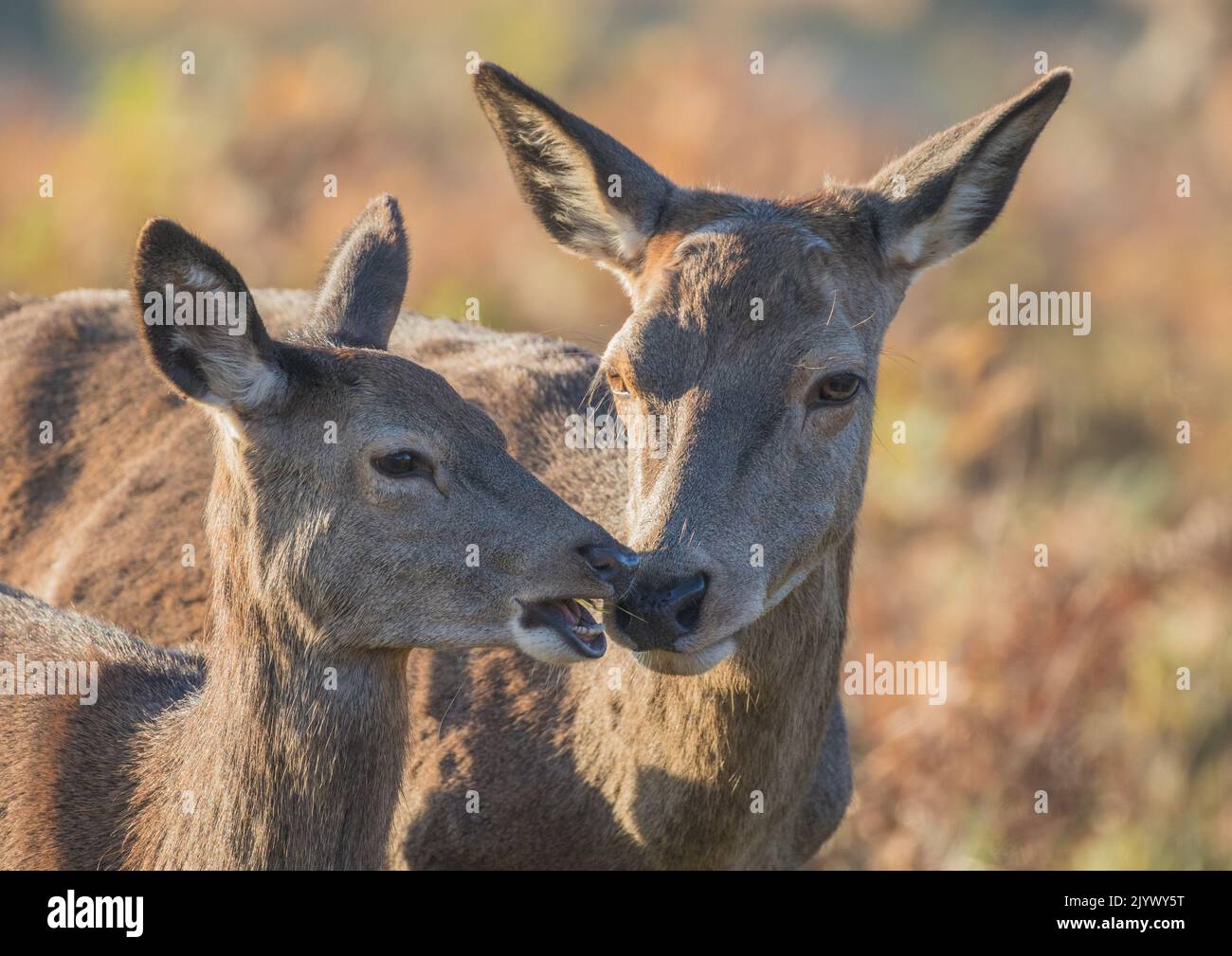 Cervo rosso ( cervus elaphus ) Un tenero momento tra una madre e la sua giovane in un ambiente autunnale . REGNO UNITO Foto Stock