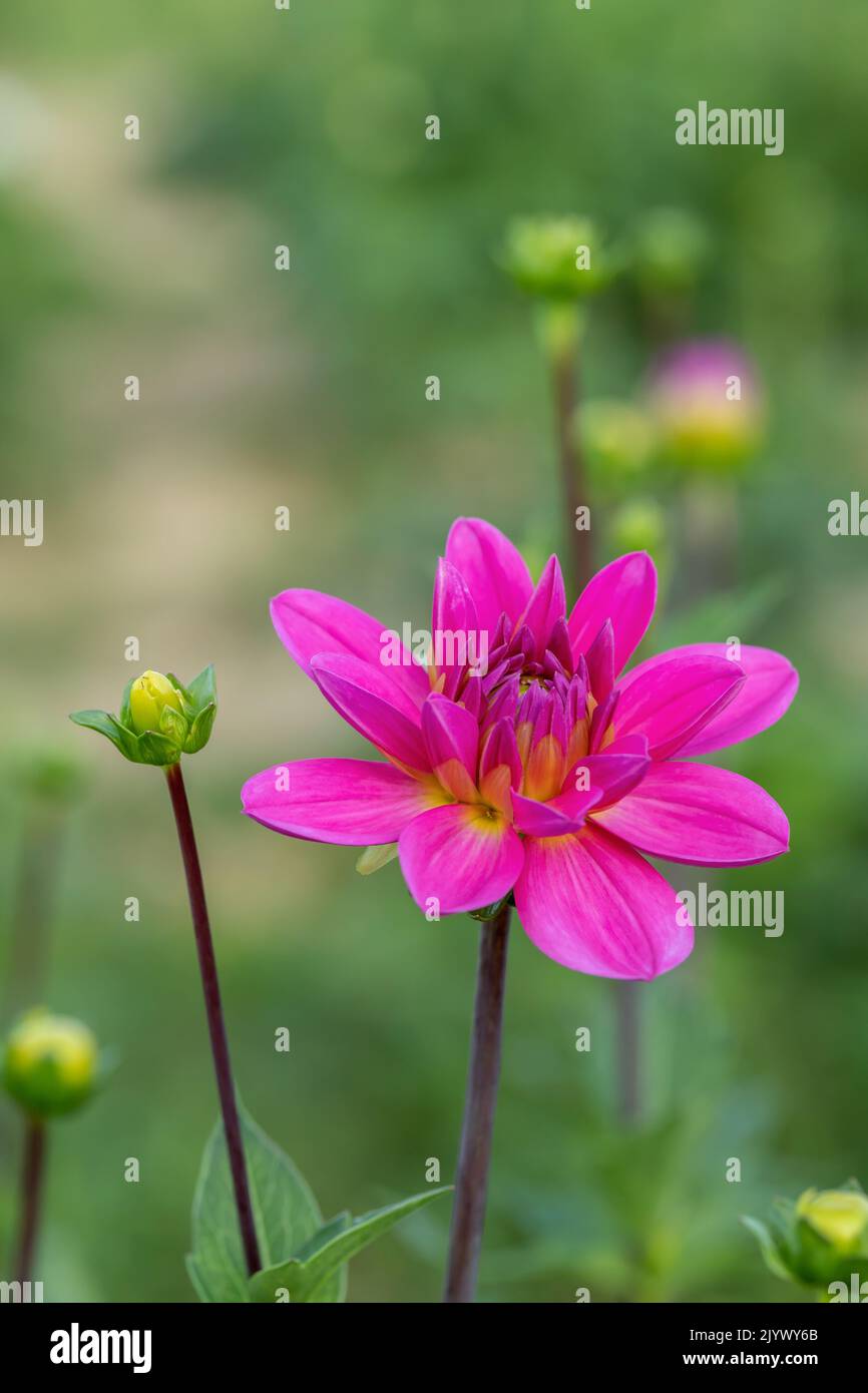 Fiore di dahlia color magenta scuro. Foto Stock
